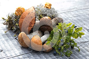 Group of forest mushrooms