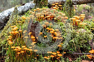 Group of forest mushrooms Xeromphalina campanella called golden trumpet in the forest on an old mossy stump photo