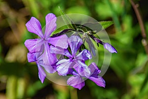 Group of a Forest Phlox â€“ Phlox divaricate