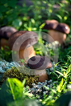 Group of forest porcini mushrooms on a lawn in a forest