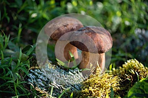 Group of forest porcini mushrooms on a lawn in a forest