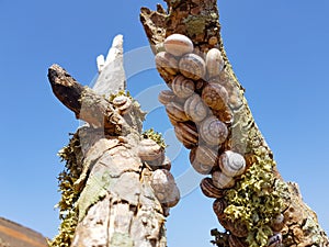 group forest snail, Cepaea nemoralis sits on the branch on the island of Lanzarote, Spain