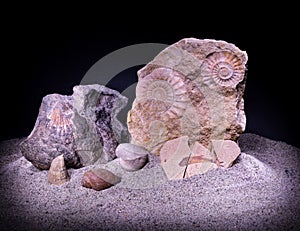 A group of fossils ammonites, shels, corals, fish on grey sand.