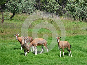 A group of four Blesbok antelope on green grass with trees in the background