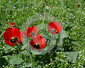Group of four blossoming red tulips in green grass.
