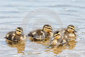 Group of four Chicklets of Wild Ducks (Mallard)