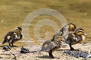 Group of four Chicklets of Wild Ducks (Mallard)