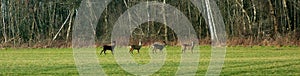 Group of four deer in the meadow.