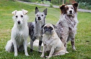Group of four dogs