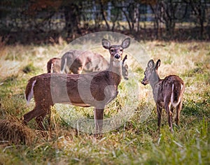 A group of four female white-tailed deer comes to attention in a bright fall meadow
