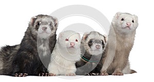 Group of four ferrets photo