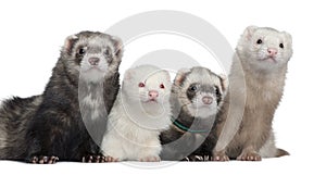 Group of four ferrets