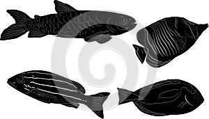 Group of four fish sketchs isolated on white photo