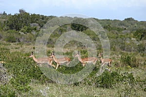 Group of four gazelles standing in a line in the middle of a field covered with grass and trees