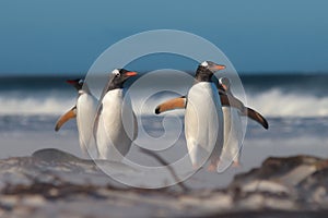 Group of four Gentoo Penguins (Pygoscelis papua) on the beach.