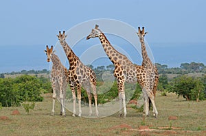 Giraffes in the savana, Masai Mara, Kenya photo