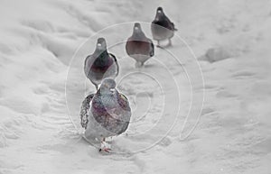 A group of four gray pigeons with rainbow necks and bright eyes follows each other in white snow in the park in winter