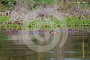 Group of four hippos