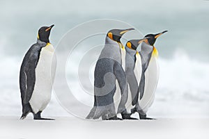 Group of four King penguins, Aptenodytes patagonicus, going from white snow to sea, Falkland Islands