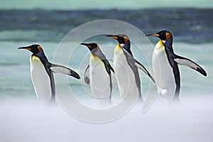 Group of four King penguins, Aptenodytes patagonicus, going from white snow to sea, Falkland Islands