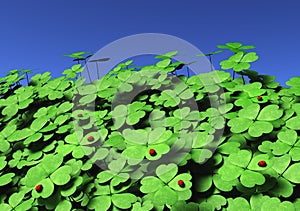 Group of four-leaf clovers with ladybugs