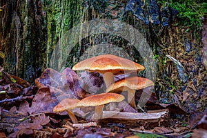 Group of four orange-brown large mushrooms at the base of a rotting tree stump