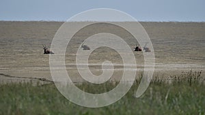 Group of four oryx antelopes resting on soil in Etosha pan during midday heat in Etosha National Park.