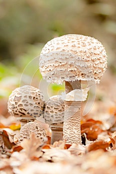 Group of four parasol mushrooms