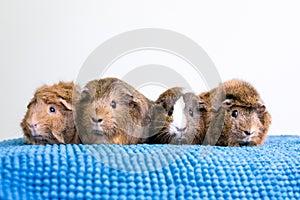 A group of four pet Guinea Pigs sitting in a row