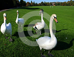Group Of Four Swans