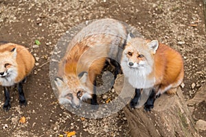 Group of fox ask for food