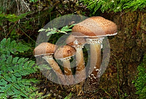 Group of Freckled Dapperling mushrooms