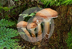 Group of Freckled Dapperling mushrooms photo