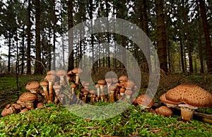 Group of Freckled Dapperling mushrooms photo