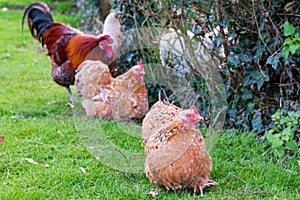 Group of free range hens and one rooster seen in a private backyard.
