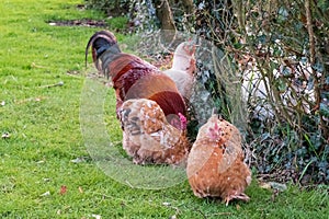 Group of free range hens and one rooster seen in a private backyard.