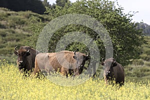 Group of free ranging European bison bovid