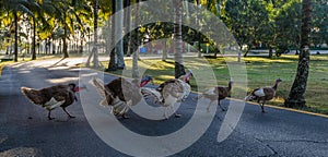 Group of free walking turkey birds and crossing a road