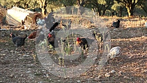 Group of Freerange Chickens Feeding