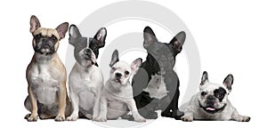 Group of French Bulldogs