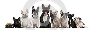 Group of French bulldogs in front of white