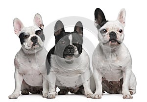 Group of French Bulldogs sitting