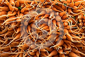 Group of fresh baby carrots I