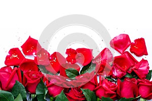 Group of fresh and beautiful dark red rose flower on white background