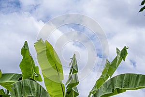 Group of fresh big banana tree green leaves color. Isolated on blue sky white cloud background
