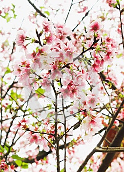 Group Fresh Blossom pink sakura in the Tianyuan Temple,Taiwan