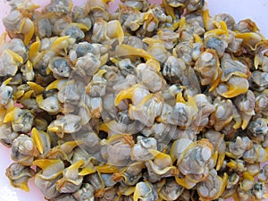 A group fresh cooked cockles without shells