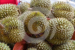 durians in the market at Thailand. King of fruit tropical durian in marketplace taste of a durian fruit buffet