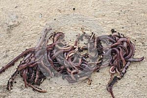 A group of fresh earthworms on a light wooden background.Bait for fishing