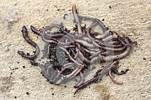 A group of fresh earthworms on a light wooden background.Bait for fishing